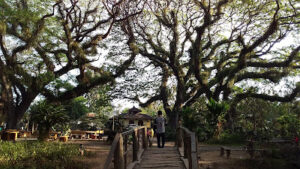 Jembatan De Djawatan Forest