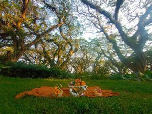 Piknik De Djawatan Forest